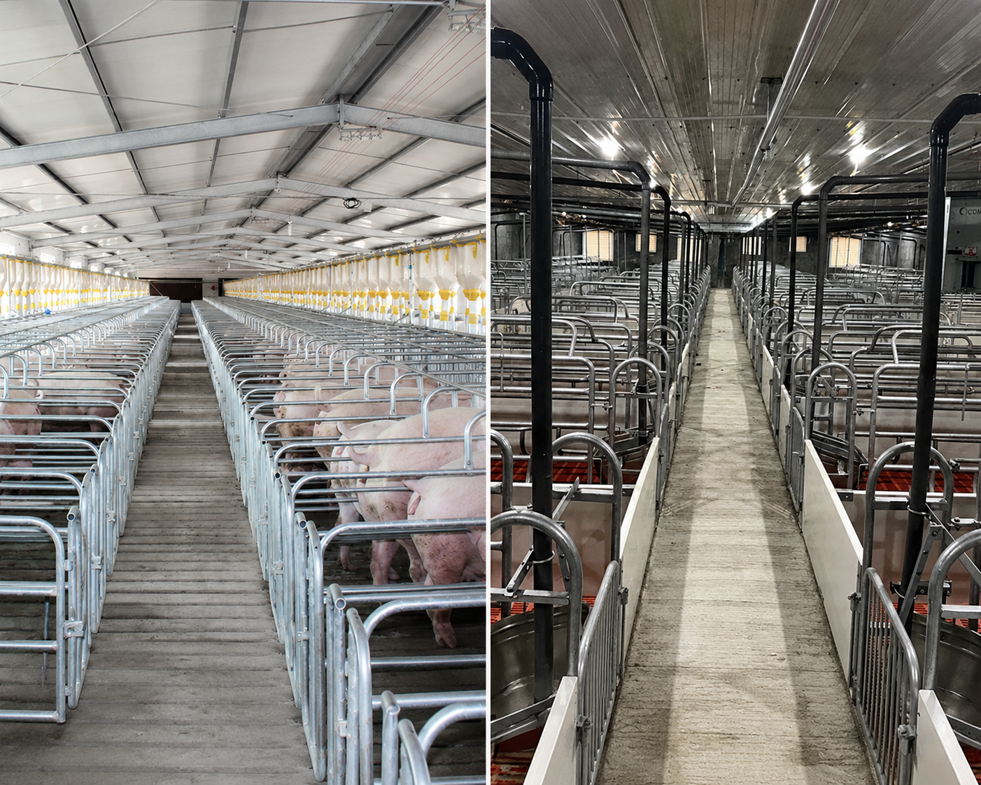 PIG BREEDING EQUIPMENT